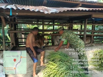 Cegah Penyebaran PMK, Babinsa Dampingi Vaksinasi Ternak di Kampung Kandis