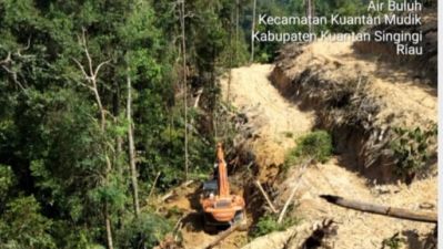 Oknum Kades di Kuantan Mudik Dituding Raup Keuntungan Ratusan Juta Dari Perambahan Hutan Lindung